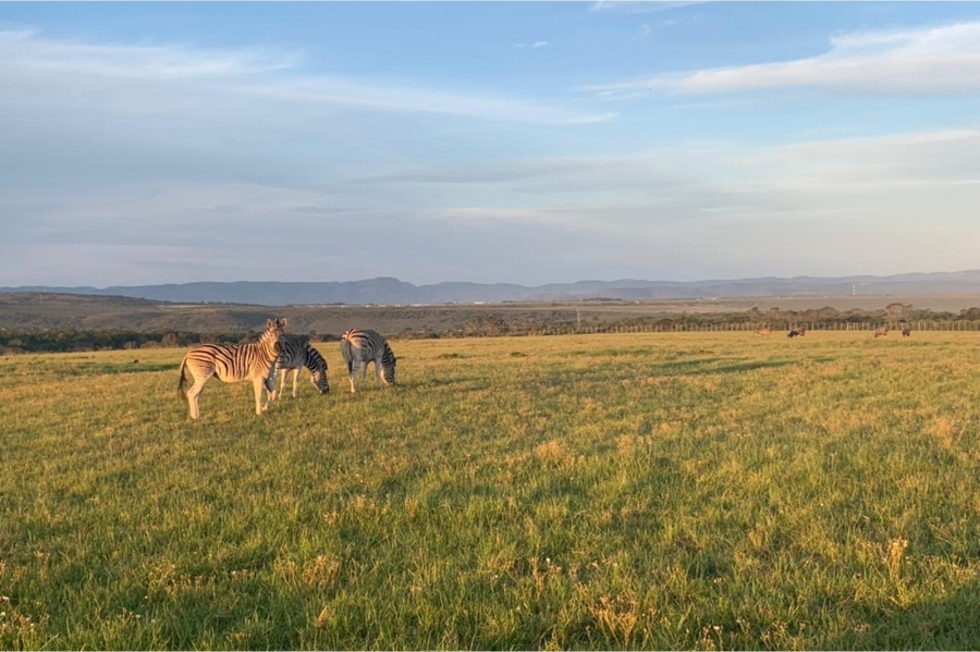 0 Bedroom Property for Sale in Kabeljauws Eastern Cape